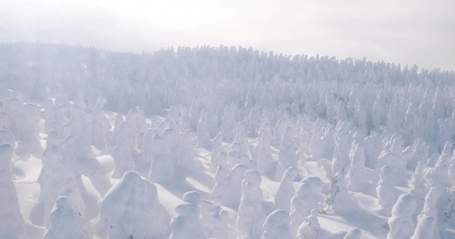 冬銀河　冴ゆ帰り花　雪蛍